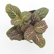 Mini Pink Fittonia albivenis verschaffeltii - Sweet Leaf Nursery