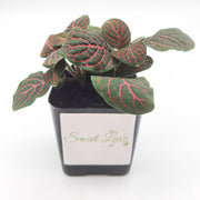 Mini Red Fittonia albivenis verschaffeltii - Sweet Leaf Nursery