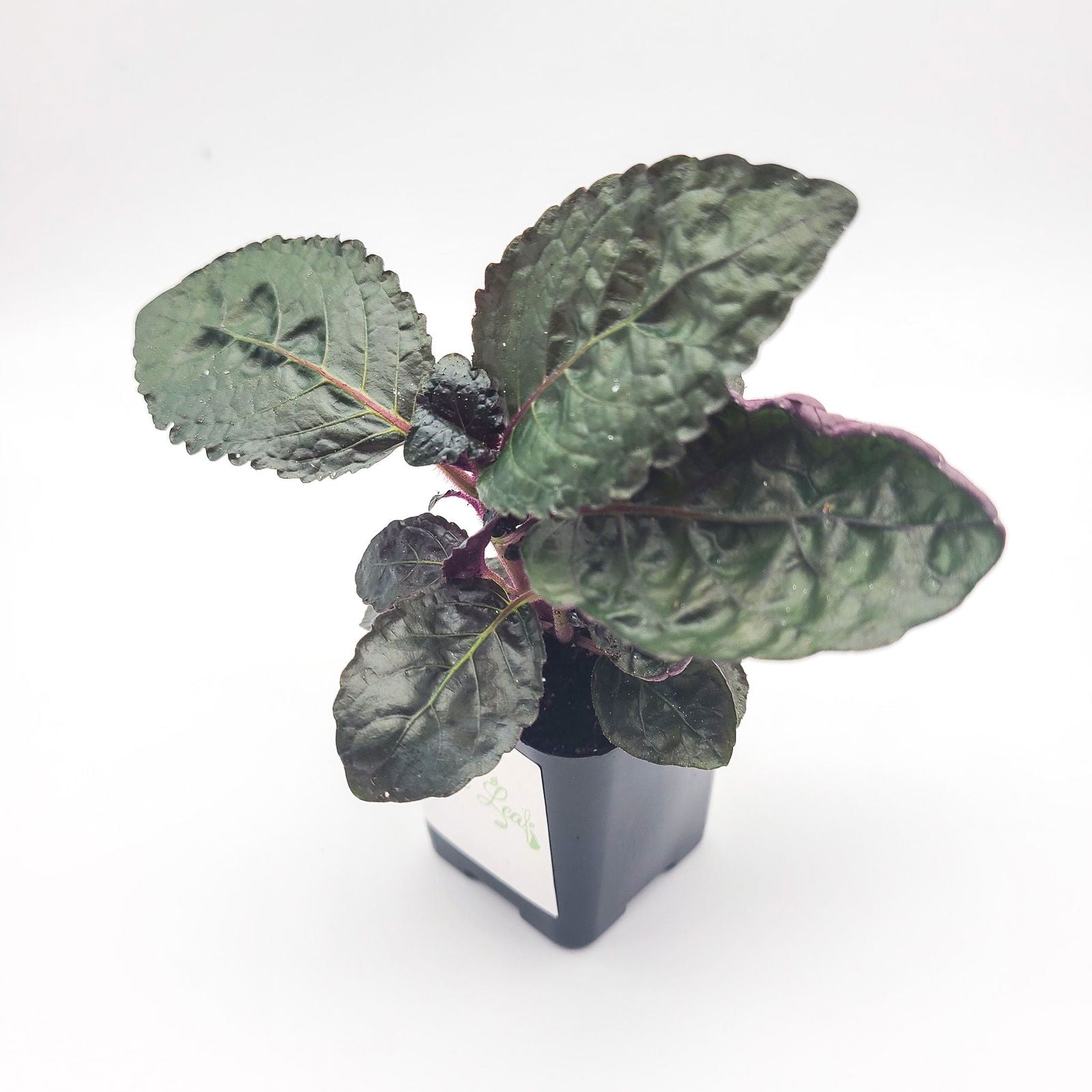 purple waffle house plant Hemigraphis alternata