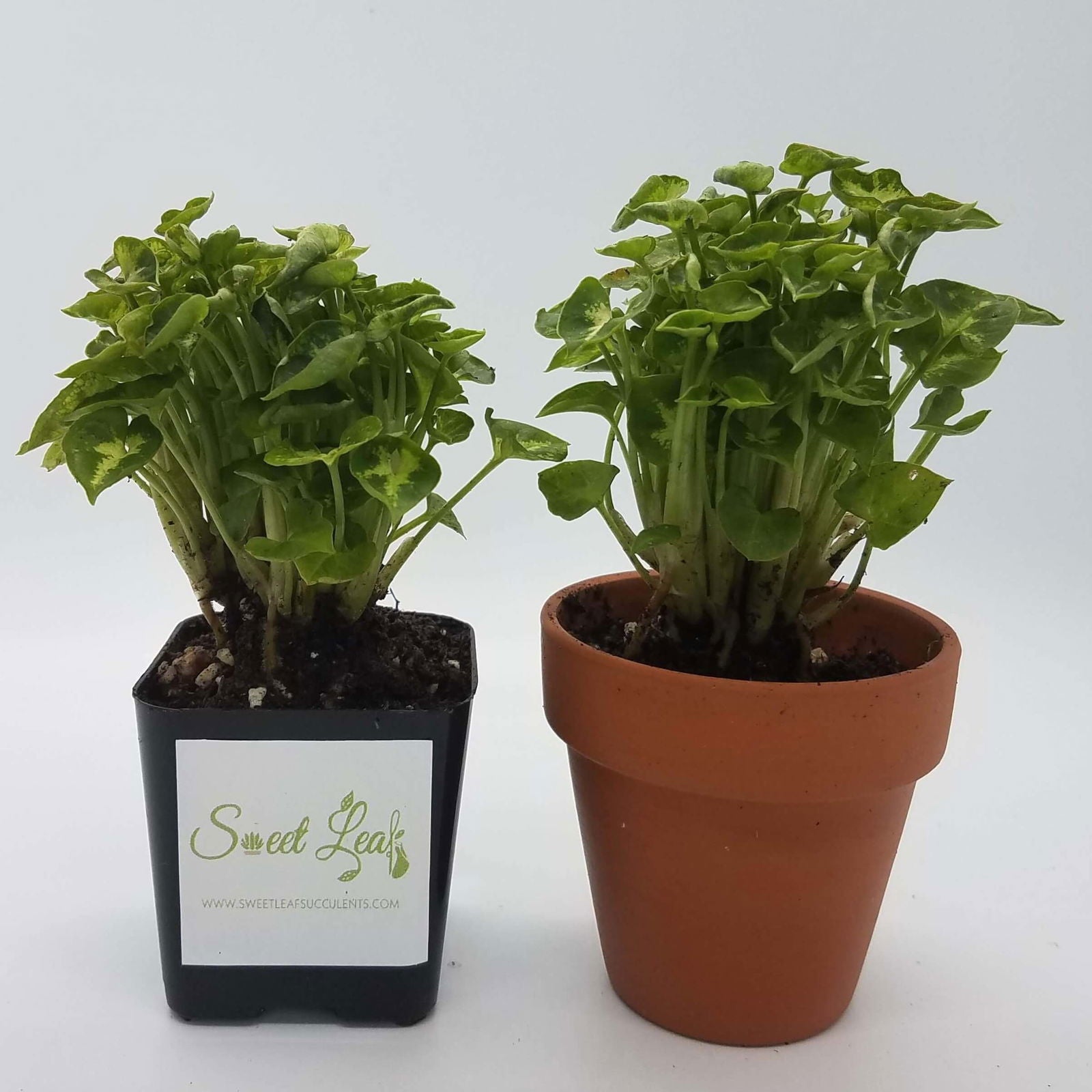 syngonium podophyllum house plants Mini Pixie' Syngonium – Sweet Leaf Nursery