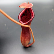 Medium Nepenthes Briggsiana - Sweet Leaf Nursery