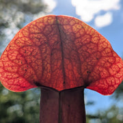 Sarracenia × catesbaei - Sweet Leaf Nursery