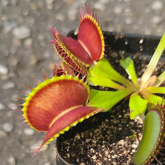 venus fly trap indoor plant Venus Fly Trap (Typical) – Sweet Leaf Nursery