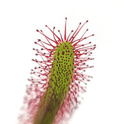 Cape sundew (Drosera Capensis) closeup
