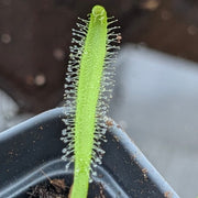 Drosera Capensis 'Alba'