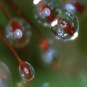 Closeup of dew on Drosera spatulata