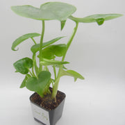 Baby monstera plant