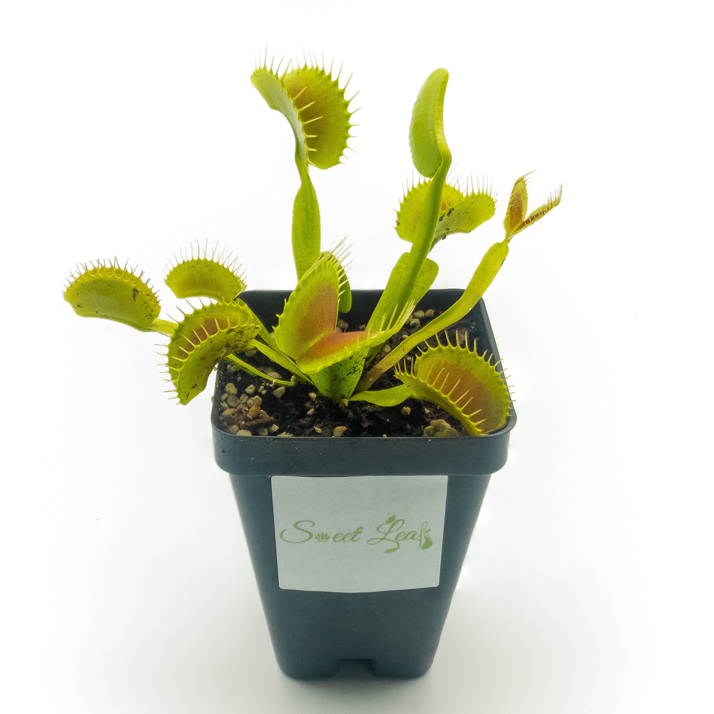 Venus Flytrap Facts (Dionaea muscipula)