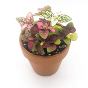 Mixed hypoestes polka dot plant, having red, white, pink, and rose colored leaves.