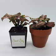 Pink Fittonia in plastic and terra cotta pots