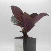 Purple waffle plant, also known as red ivy