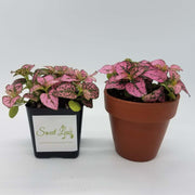 Rose hypoestes is actually a deep and dark pink color.