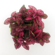 Rose Hypoestes phyllostachya (Deep Dark Pink) - Sweet Leaf Nursery
