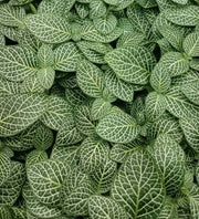 Overhead shot of white fittonia leaves