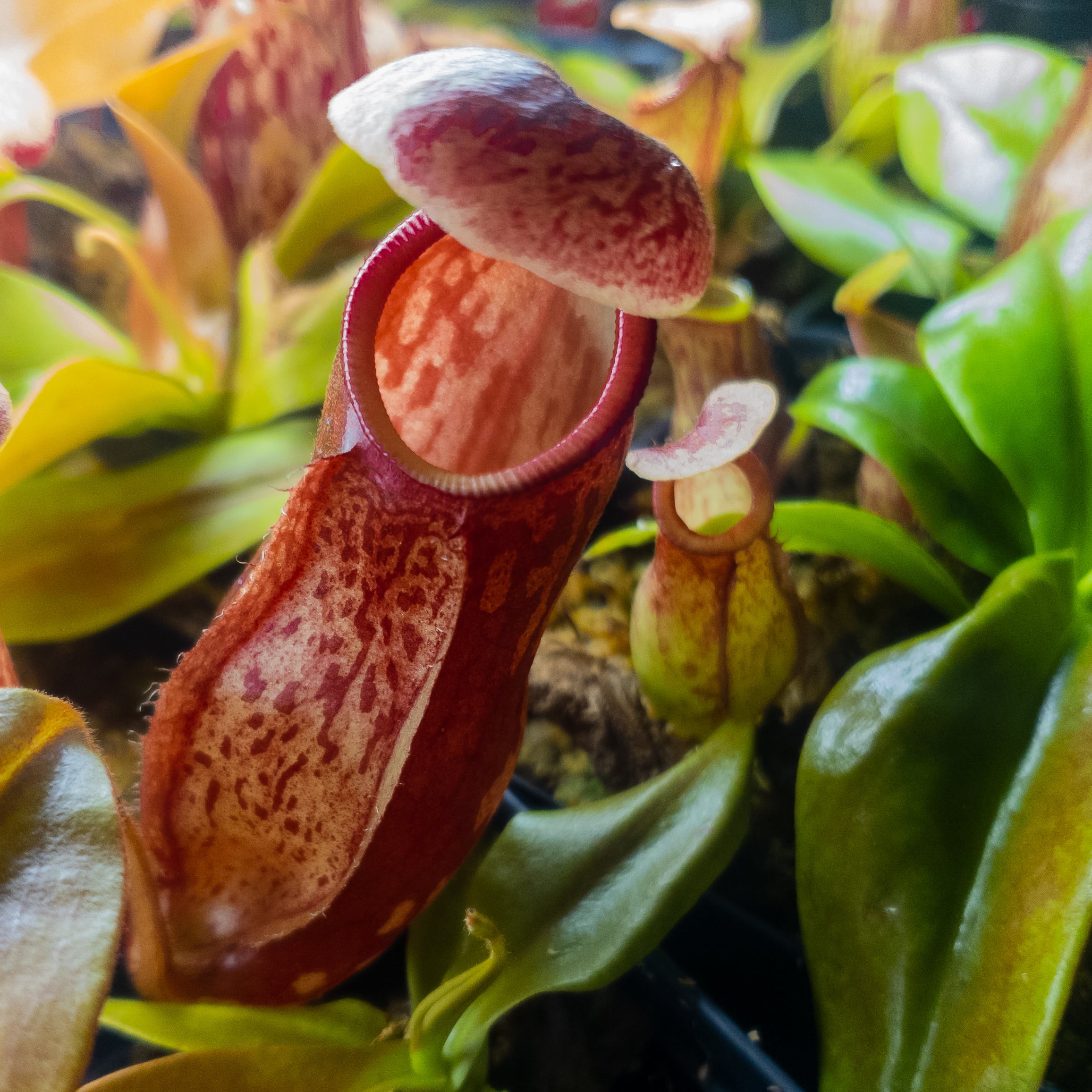 Sweet Leaf – Sweet Leaf Nursery Sweet Leaf – Sweet Leaf Nursery