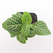 Mini White Fittonia albivenis verschaffeltii - Sweet Leaf Nursery