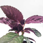 Hemigraphis alternata - Purple Waffle Plant - Sweet Leaf Nursery