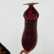 Small Nepenthes Briggsiana