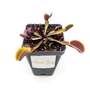 Akai Ryu (Red Dragon) Venus Fly Trap - Sweet Leaf Nursery