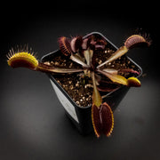 Akai Ryu (Red Dragon) Venus Fly Trap - Sweet Leaf Nursery