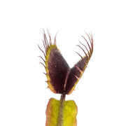 Akai Ryu (Red Dragon) Venus Fly Trap - Sweet Leaf Nursery