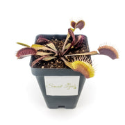 Akai Ryu (Red Dragon) Venus Fly Trap - Sweet Leaf Nursery