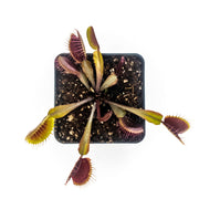 Akai Ryu (Red Dragon) Venus Fly Trap - Sweet Leaf Nursery