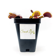 Akai Ryu (Red Dragon) Venus Fly Trap - Sweet Leaf Nursery