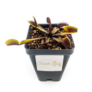 Akai Ryu (Red Dragon) Venus Fly Trap - Sweet Leaf Nursery