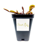 Akai Ryu (Red Dragon) Venus Fly Trap - Sweet Leaf Nursery