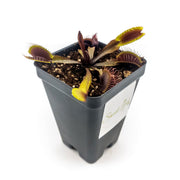 Akai Ryu (Red Dragon) Venus Fly Trap - Sweet Leaf Nursery