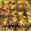 B52 Venus Flytrap - Sweet Leaf Nursery