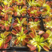 B52 Venus Flytrap - Sweet Leaf Nursery