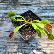 B52 Venus Flytrap - Sweet Leaf Nursery
