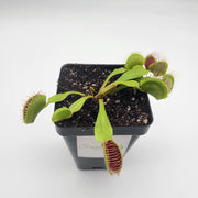 B52 Venus Flytrap - Sweet Leaf Nursery