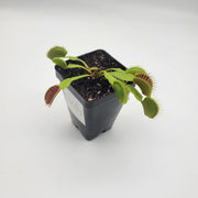 B52 Venus Flytrap - Sweet Leaf Nursery