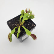 B52 Venus Flytrap - Sweet Leaf Nursery