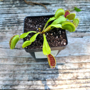 B52 Venus Flytrap - Sweet Leaf Nursery