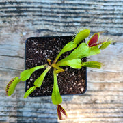 B52 Venus Flytrap - Sweet Leaf Nursery