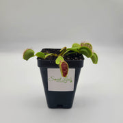 B52 Venus Flytrap - Sweet Leaf Nursery