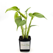 Baby Monstera Deliciosa - Sweet Leaf Nursery