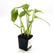 Baby Monstera Deliciosa - Sweet Leaf Nursery