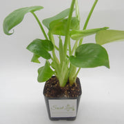 Baby Monstera Deliciosa - Sweet Leaf Nursery