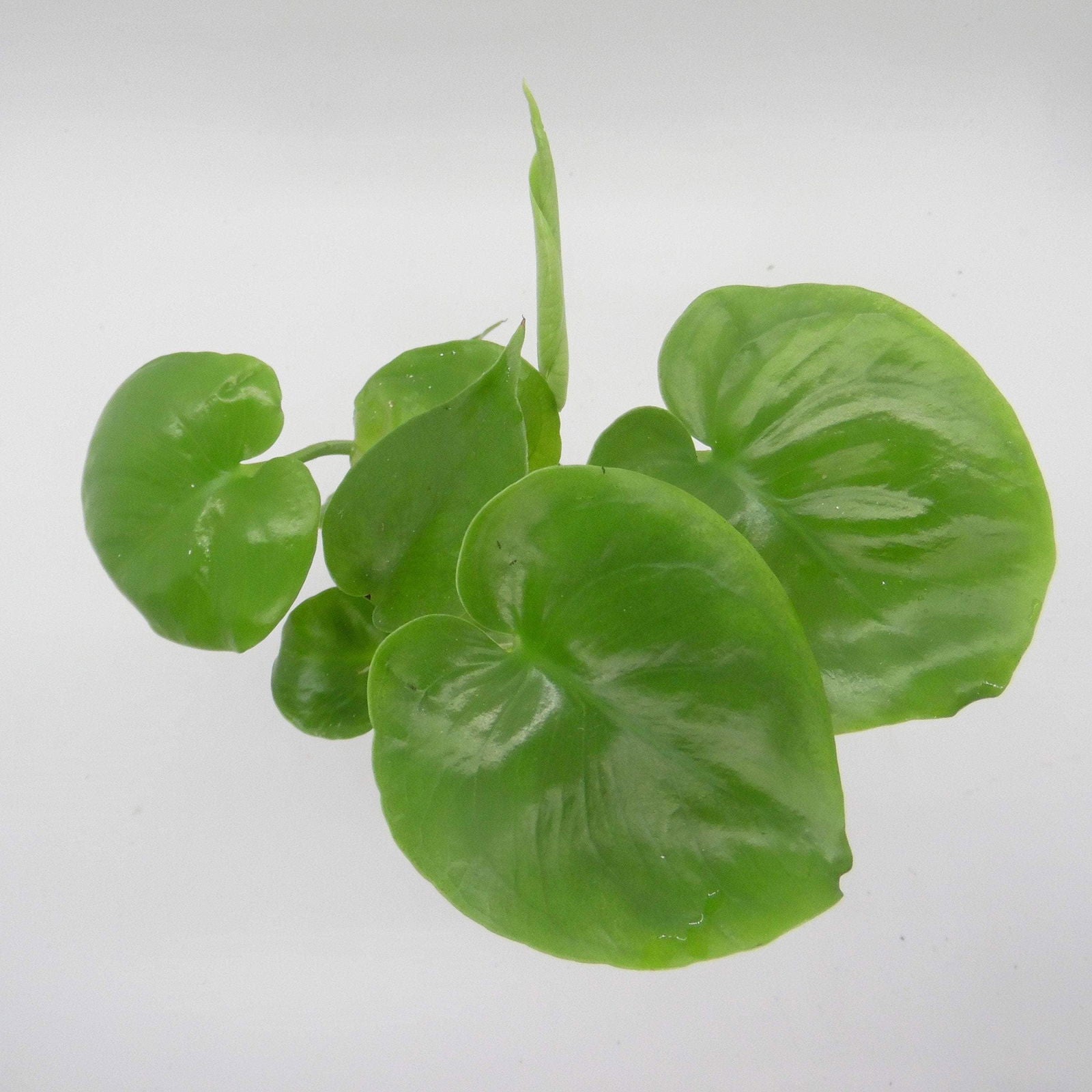 bebe monstera deliciosa Baby Monstera Deliciosa – Sweet Leaf Nursery