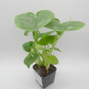 Baby Monstera Deliciosa - Sweet Leaf Nursery