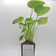 Baby Monstera Deliciosa - Sweet Leaf Nursery