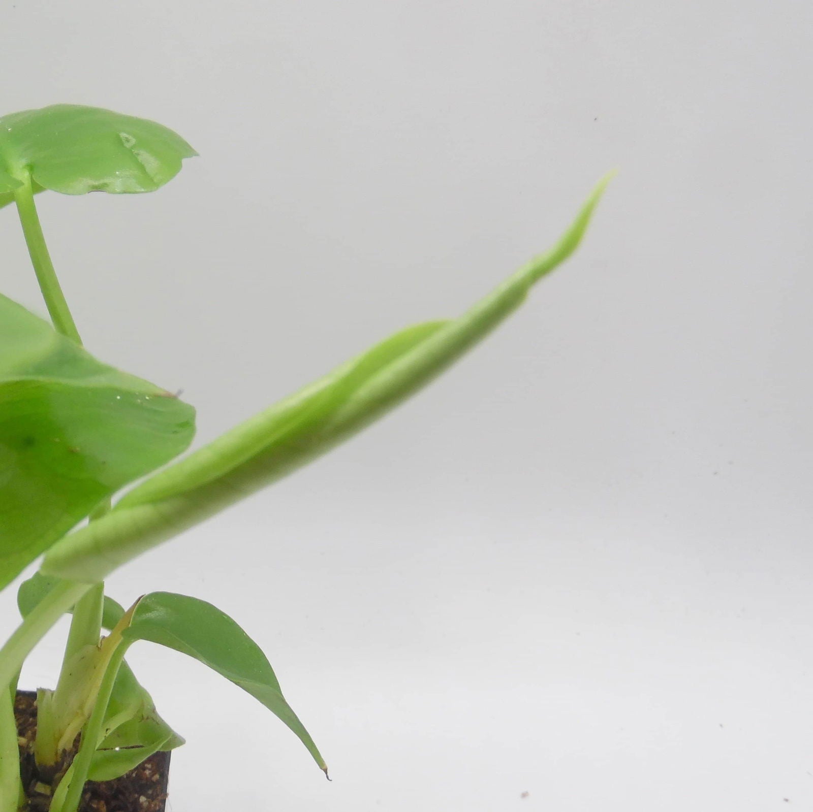 monstera deliciosa pups Baby Monstera Deliciosa – Sweet Leaf Nursery
