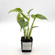 Baby Monstera Deliciosa - Sweet Leaf Nursery