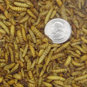 Black Soldier Fly Larvae (dried) - Hermetia illucens - Sweet Leaf Nursery