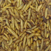 Black Soldier Fly Larvae (dried) - Hermetia illucens - Sweet Leaf Nursery